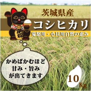 【送料無料】コシヒカリ１０ｋｇ(10Kg×1袋)